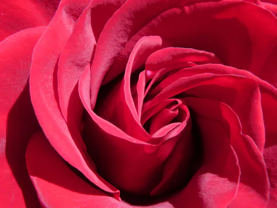 Close-up of a single red rose