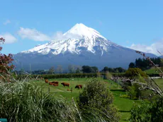 Snow-capped mountain behind green farmland with cattle grazing